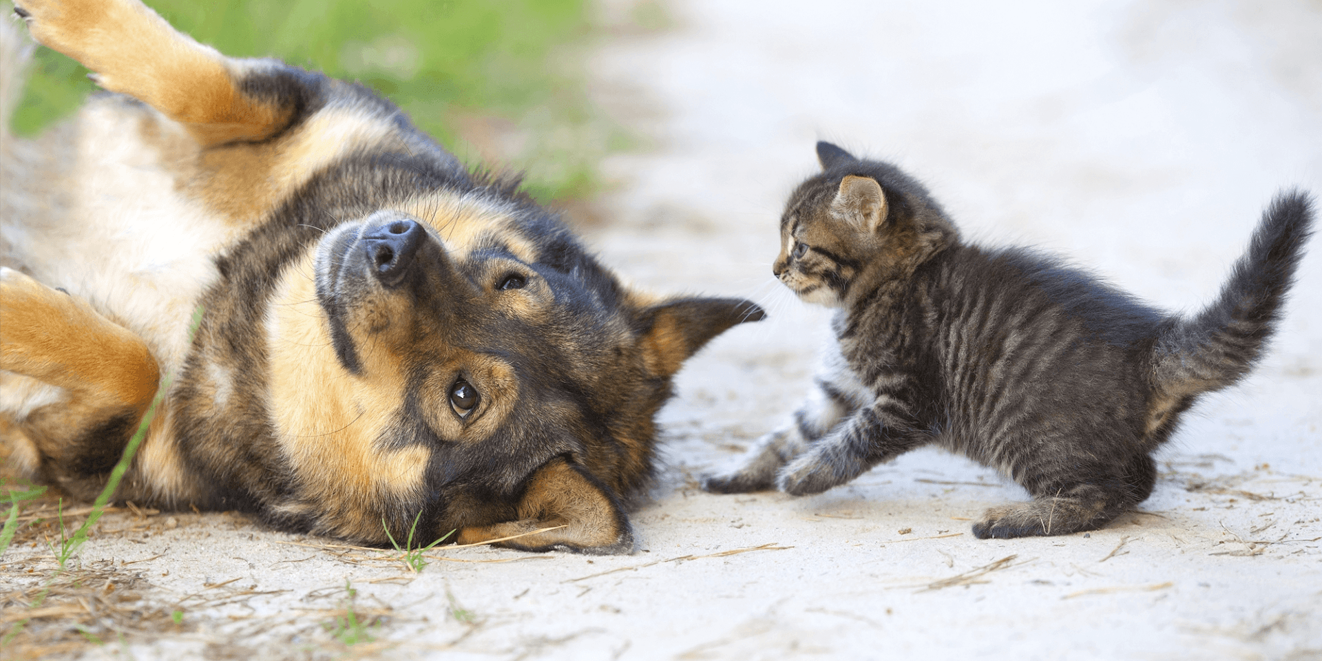 Dog and kitten — small animal patients in the care of Blue Mountain Veterinary Hospital, Missoula MT