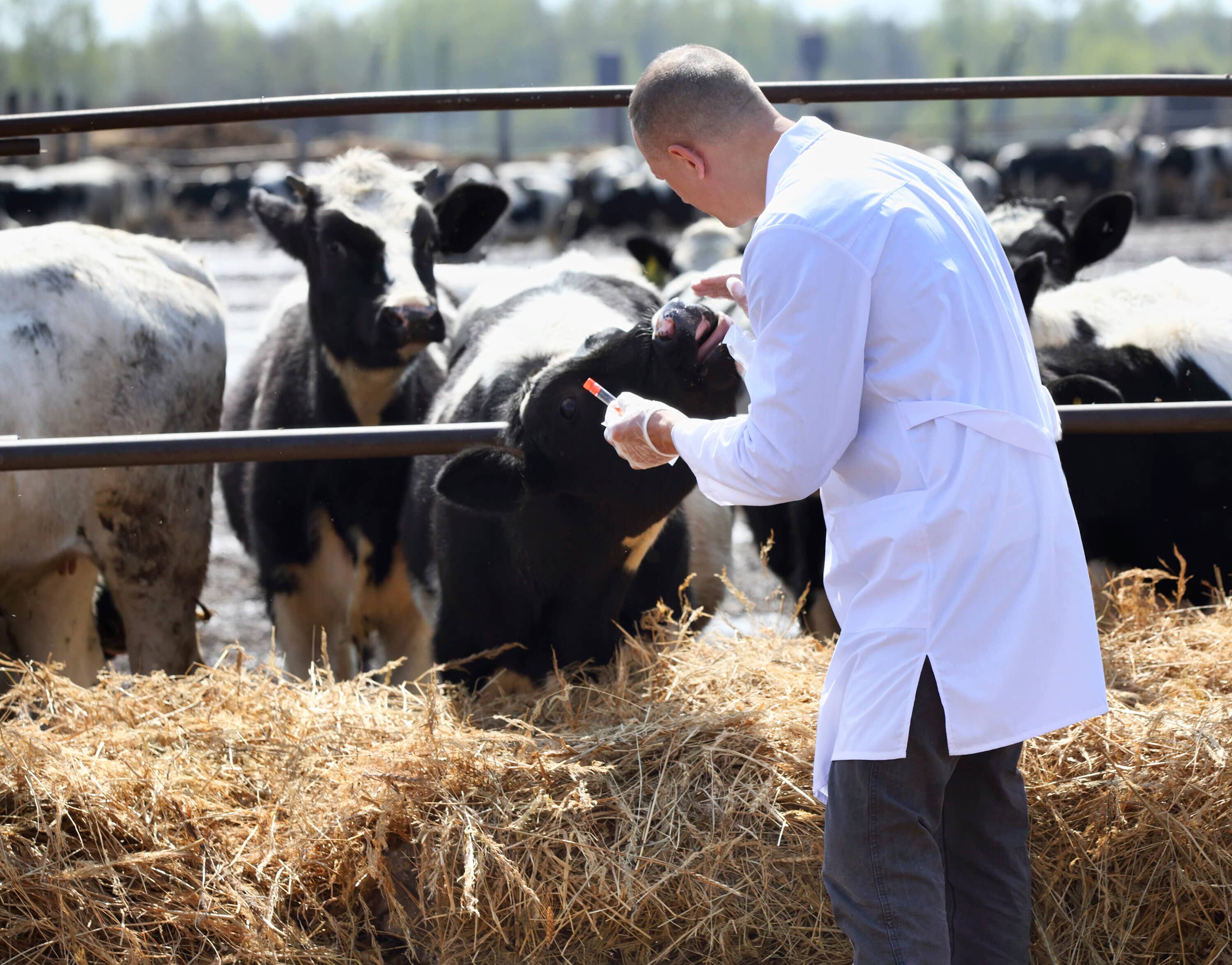 Blue Mountain veterinarian providing on-site large animal care for cattle — equine and bovine services across western Montana