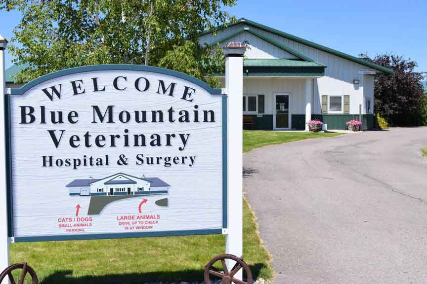 Blue Mountain Veterinary Hospital clinic interior